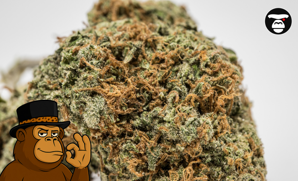 Gelonade Weed Strain Extreme close-up focusing on the texture, rich orange pistils, and heavy trichome layer of the Gelonade strain.