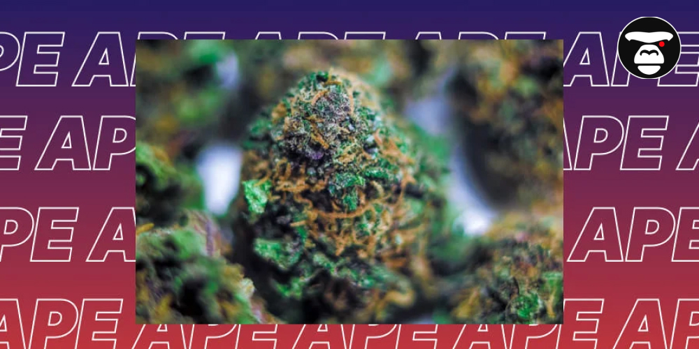 A highly magnified, close-up photo of dense, trichome-covered dried cannabis flower, showing green, orange, and purple hues against a background with repeated "APE" text.