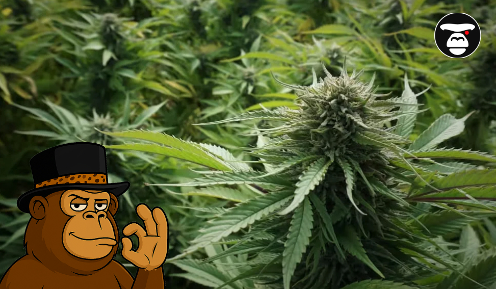 A close-up of a large, mature cannabis bud on a plant in a green outdoor field, with a cartoon ape character giving an 'OK' sign in the foreground.