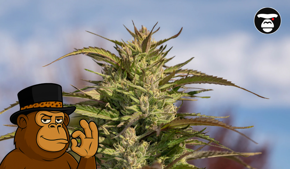 A mature, budding cannabis plant reaching towards the sky under a blue, slightly cloudy background, featuring a cartoon ape mascot.