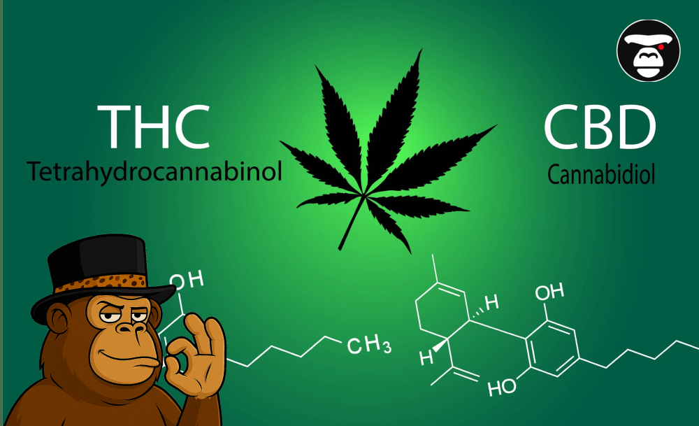 A graphic displaying the terms "THC" (Tetrahydrocannabinol) and "CBD" (Cannabidiol) next to a cannabis leaf silhouette and their respective chemical structures.