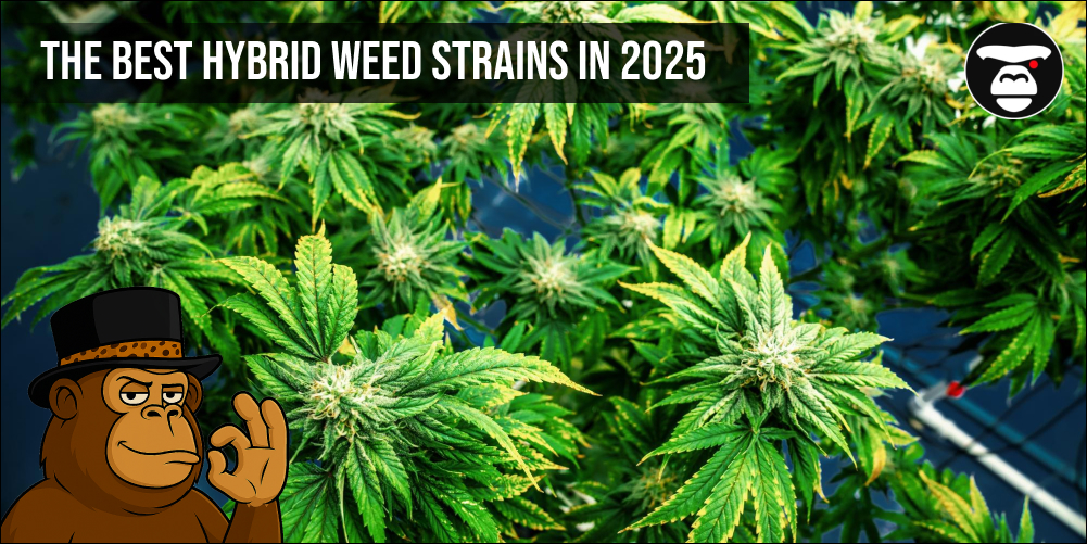 The Best Hybrid Weed Strains in 2025