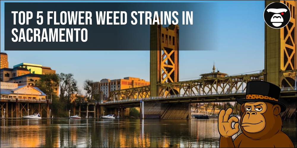 Top 5 Flower Weed Strains in Sacramento