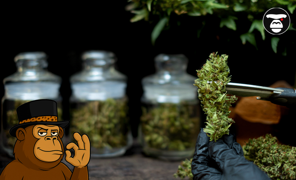 A gloved hand trimming a cannabis bud with scissors, with blurred storage jars in the background.