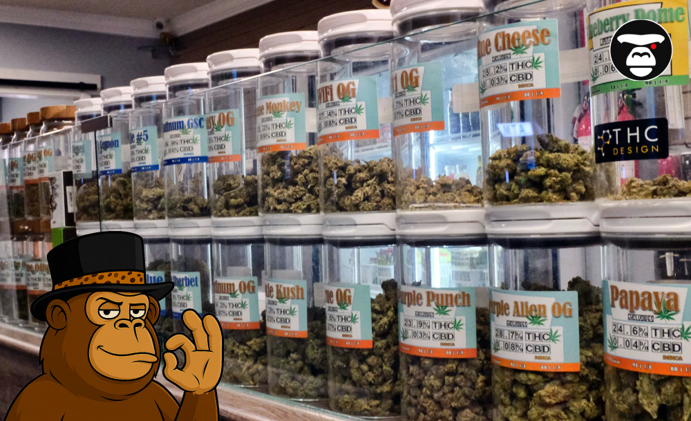 A row of large glass jars filled with different strains of cannabis flower, each labeled with strain name, THC/CBD content, and type.