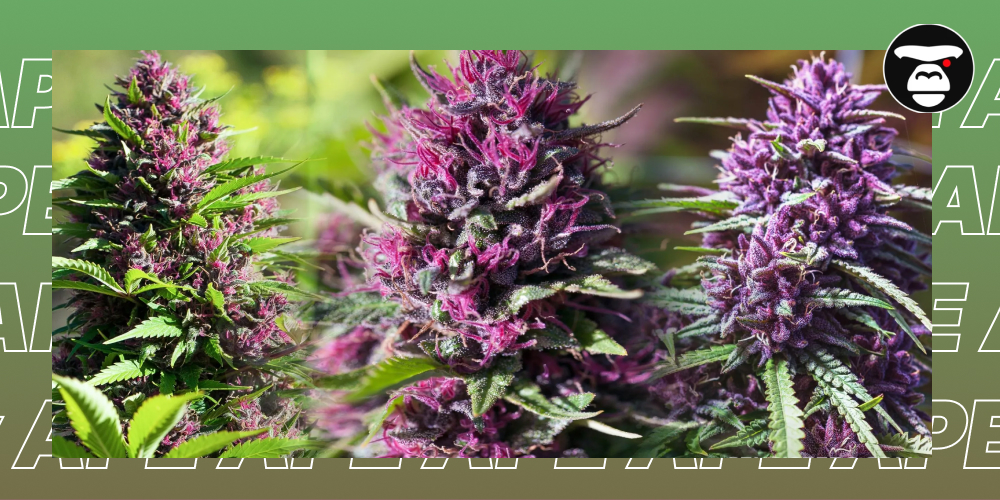 Top 5 Flower Weed Strains in Sacramento Close-up collage of deep purple and green cannabis flower buds growing on the plant.