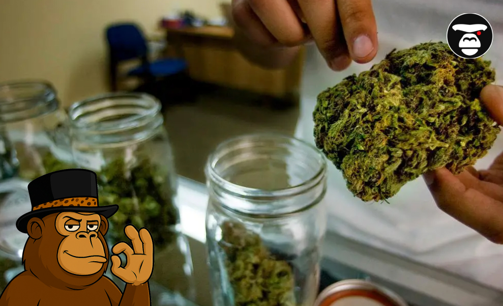 Hands holding a large cannabis bud over a glass jar containing marijuana flower in a dispensary setting.
