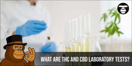 What Are THC and CBD Laboratory Tests