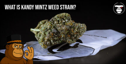 What is Kandy Mintz Weed Strain