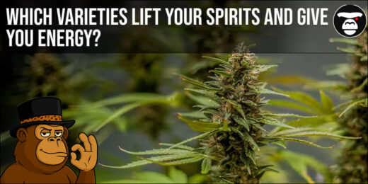 Which varieties lift your spirits and give you energy