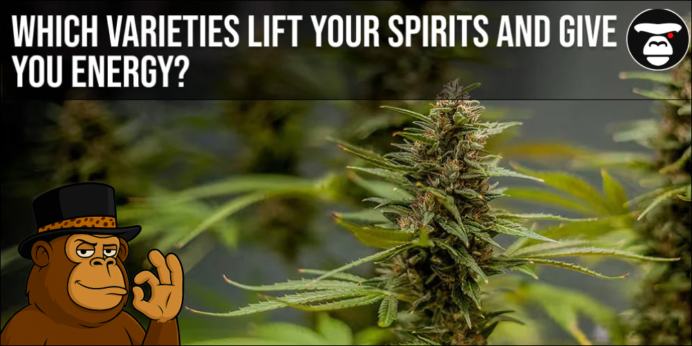 Which varieties lift your spirits and give you energy