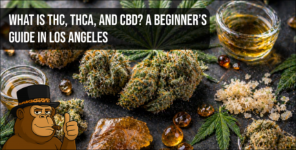 An educational spread of THC THCa and CBD products featuring resinous flower buds and amber cannabis extracts.