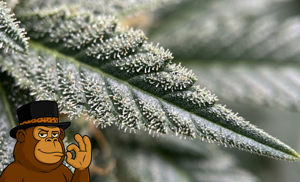Extreme close-up of a cannabis leaf covered in crystalline white trichomes and sticky resin.