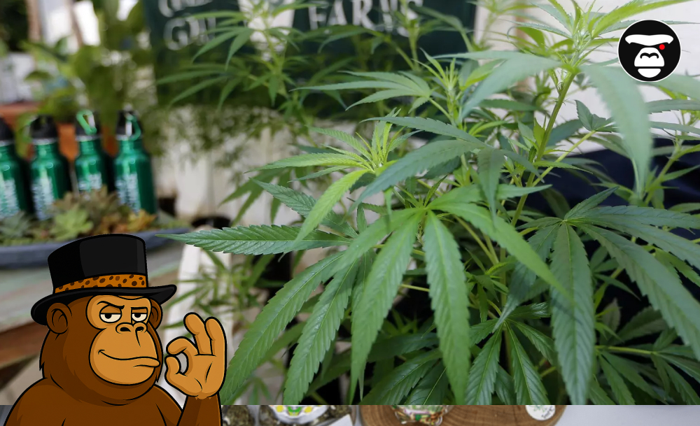 A large green cannabis plant in a greenhouse with an APE logo in the corner