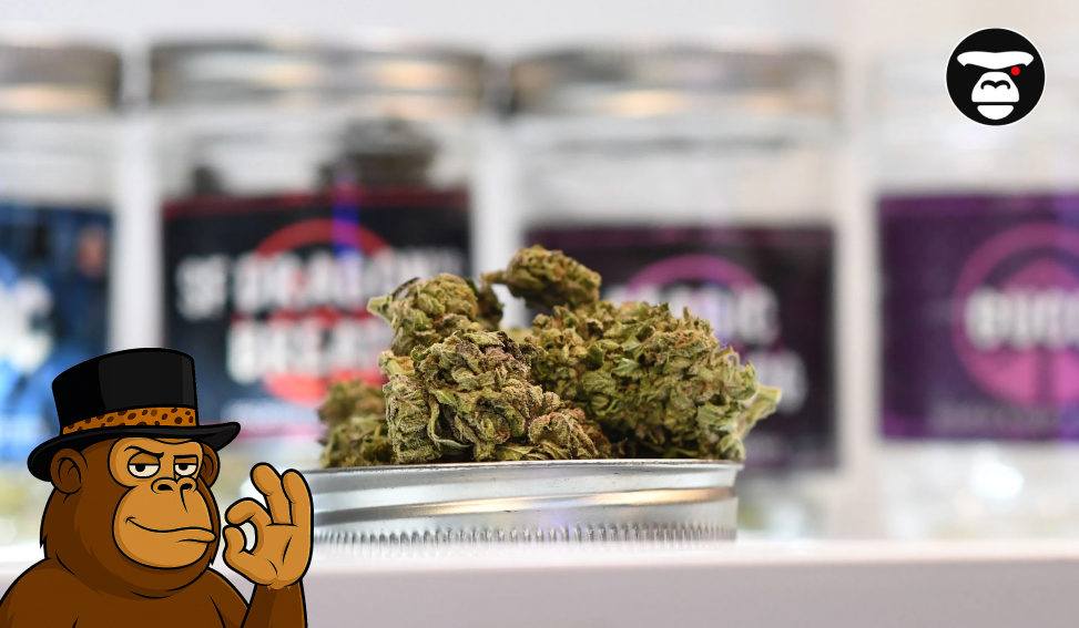 Close up of green cannabis buds resting on a metal jar lid with labeled jars behind