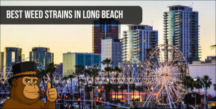 Collection of premium cannabis buds in Long Beach