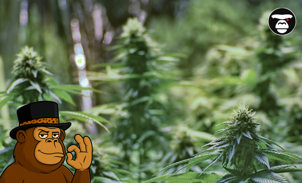 Top 10 Popular Weed Strains in Miami, CA