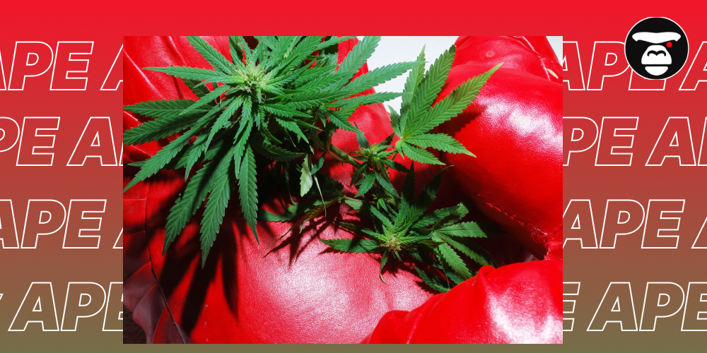 Freeze Watermelon Weed Strain A cannabis plant resting inside a pair of bright red boxing gloves