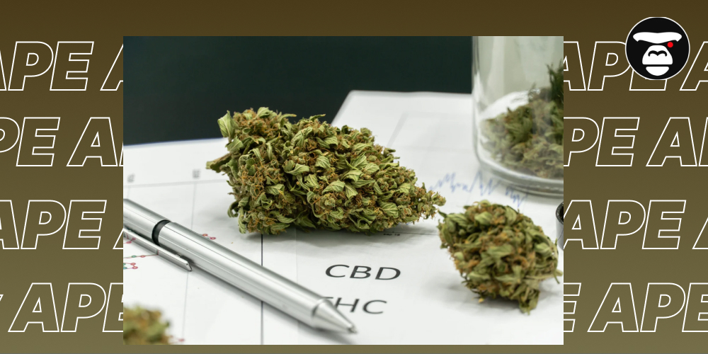 How to Combine Cannabis with Relaxation: Tips from Experienced Users Cannabis buds placed on a paper showing analysis data, including "CBD" and "THC," next to a pen and a glass jar.