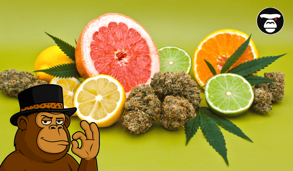 Terpenes in Cannabis: How They Affect Flavor, Aroma, and Effects Cannabis buds, leaves, and various citrus fruits (grapefruit, lemon, lime, orange) on a bright green background with a cartoon monkey character.