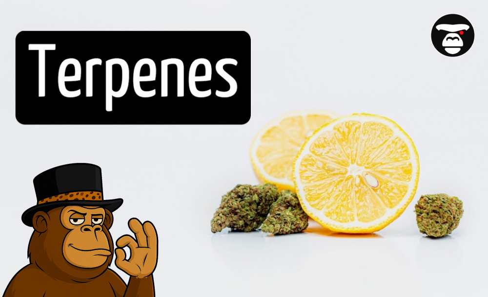 Two lemon halves placed next to three small cannabis buds on a white background.