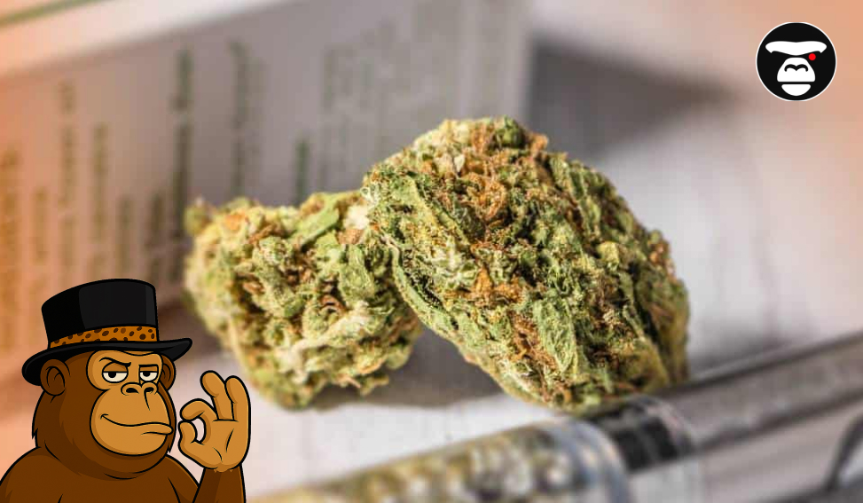 Macro shot of two dense, green cannabis nuggets with orange pistils.