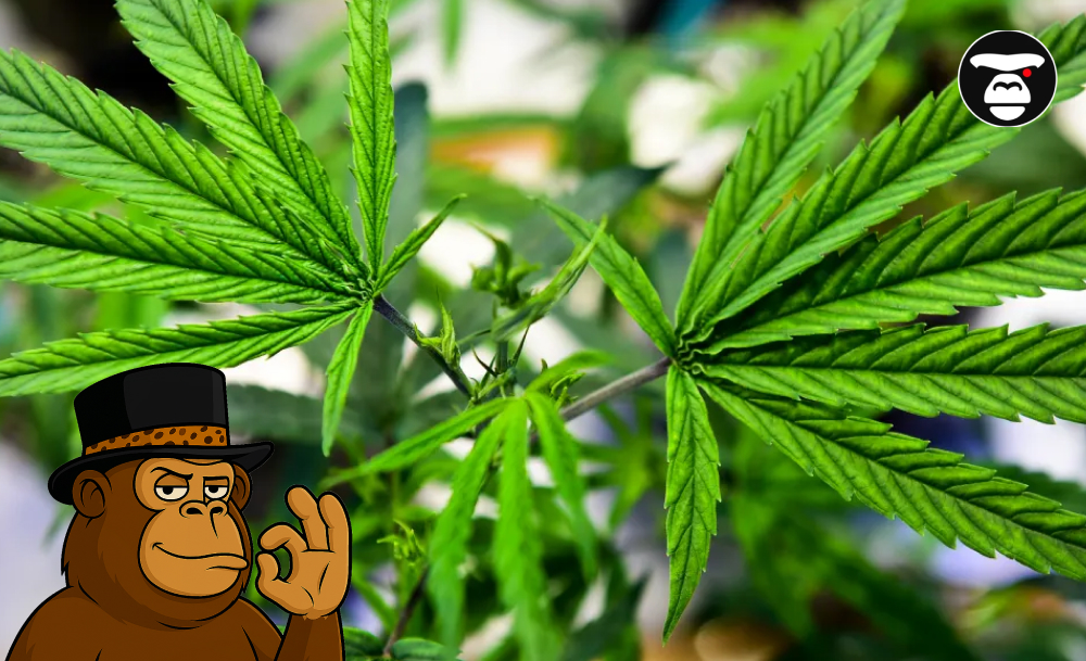 Detailed close-up of vibrant green cannabis sativa leaves with an ape mascot in the corner.