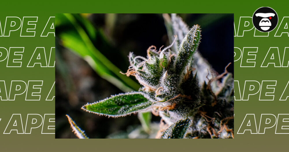 Close-up of a fresh cannabis bud with white trichomes and orange hairs.