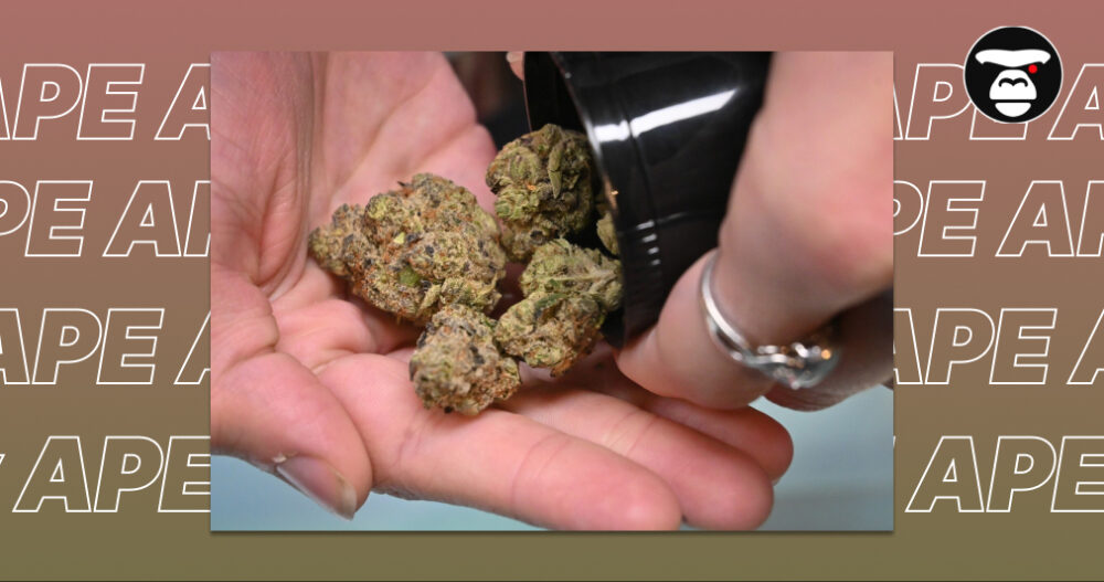 Close-up of Premium Cannabis Buds in Hand