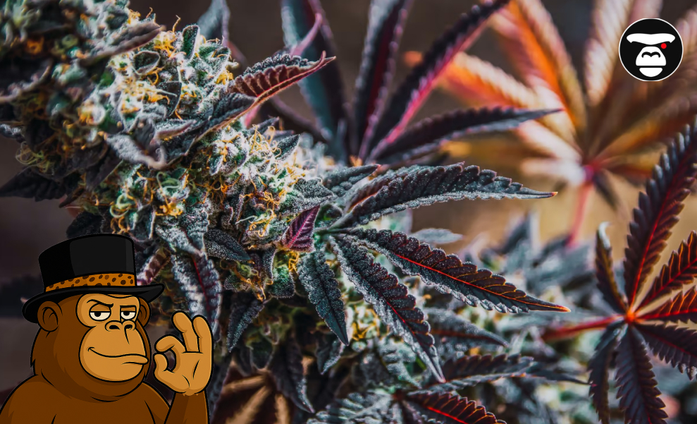 Close-up of a cannabis cola featuring deep purple and reddish leaves contrasting with a dense covering of white trichomes.