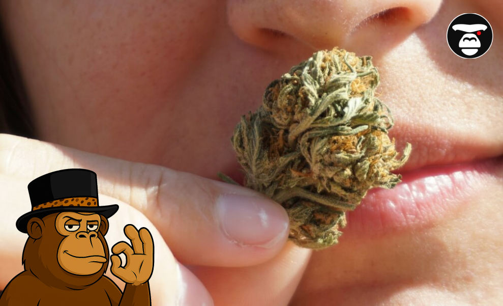 A person holding a dried cannabis bud close to their nose to smell it.