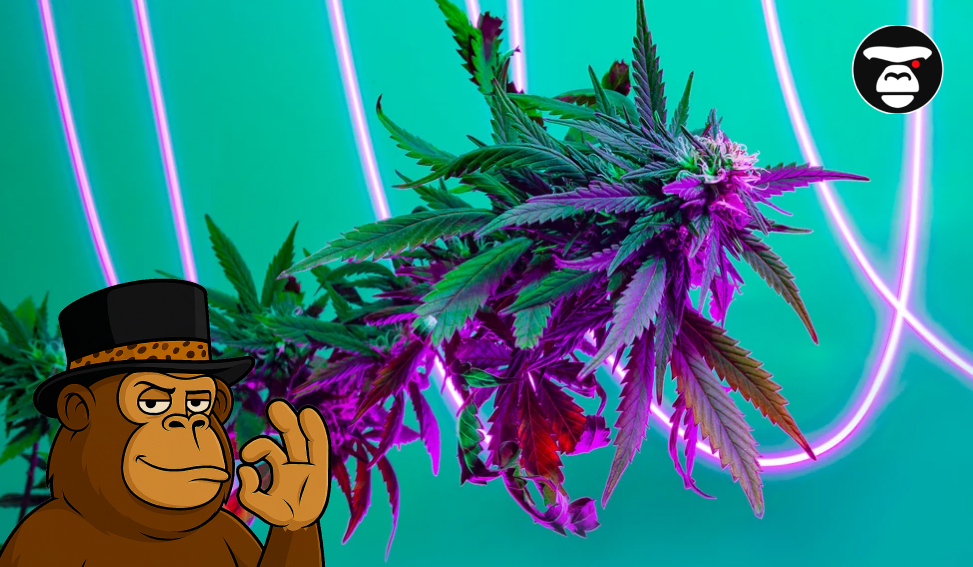 Stylized cannabis flower with purple and pink hues surrounded by neon light rings.