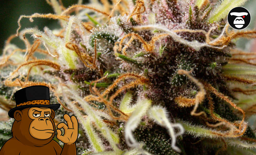 Freeze Watermelon Weed Strain Highly magnified view of a cannabis flower with purple hues and orange pistils