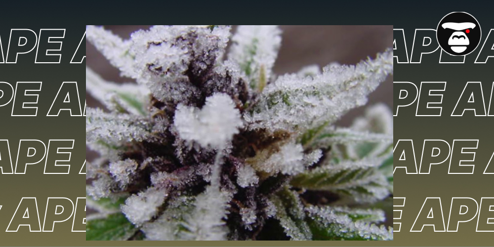 Macro shot of a small cannabis bud with purple coloration, almost entirely obscured by a heavy, snow-like layer of bright white trichomes.
