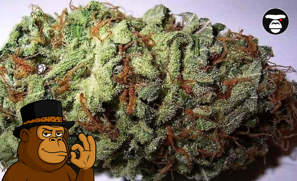 Extreme macro close-up of a cannabis bud heavily coated in white, crystalline trichomes, with small orange hairs (pistils) visible.