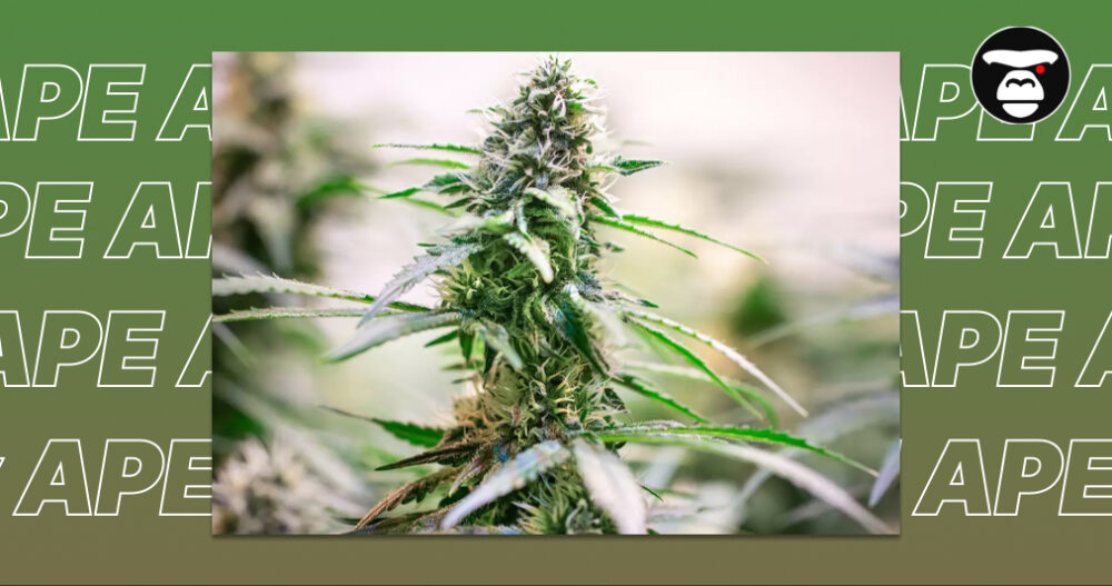 Understanding Cannabis Flower: Nugs, Smalls, Shake Close-up of a live cannabis plant with white pistils and frosty leaves on a green background.