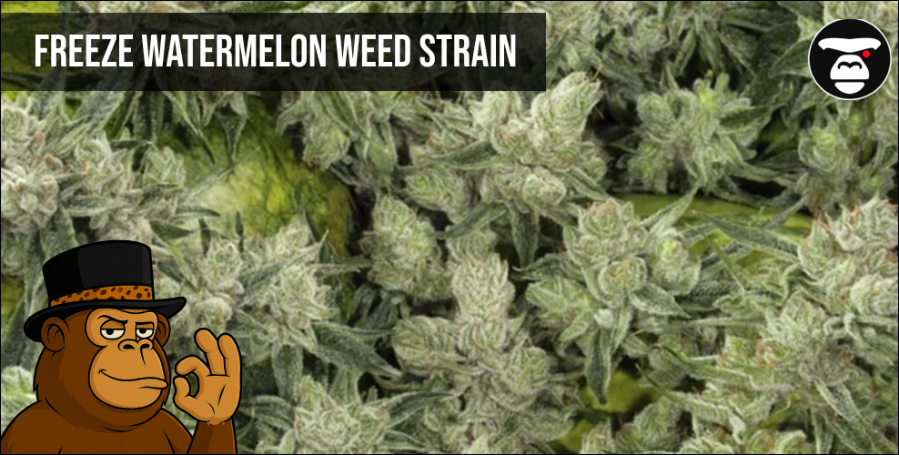 Freeze Watermelon Weed Strain