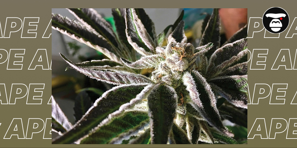 Top 5 Best weed strains in Oakland Extreme close-up of a cannabis bud and sugar leaves with dark purple/black hues, heavily coated in a layer of white, crystalline trichomes.