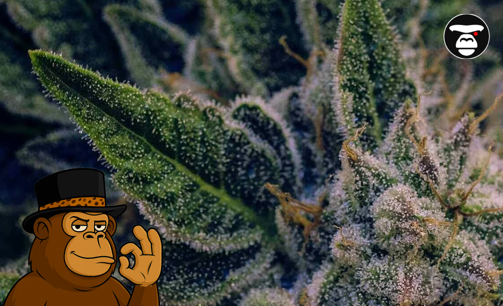 Seasonal selections: summer and winter varieties of cannabis