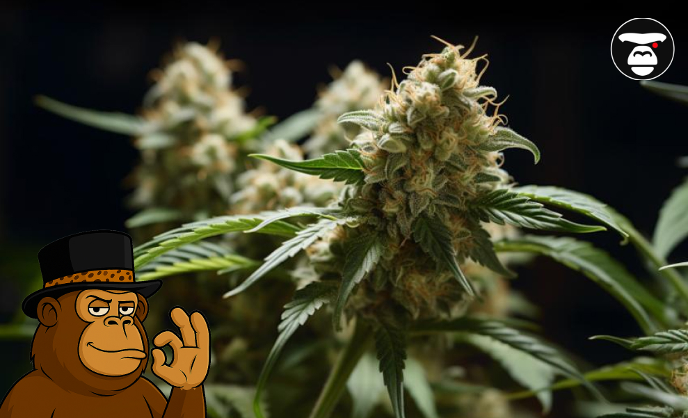 Crazy Berry Weed Strain