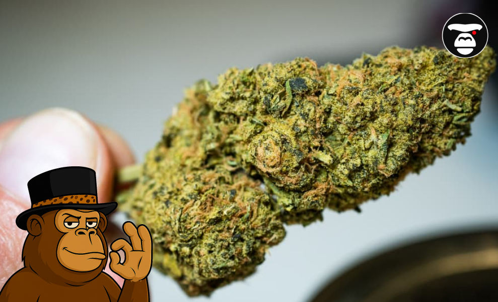A person's fingers holding a single, large, dried, and dense cannabis flower (bud).