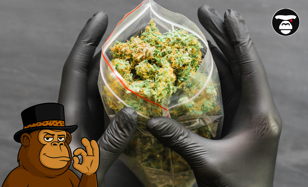 Black-gloved hands holding a clear plastic bag filled with fresh cannabis flower.