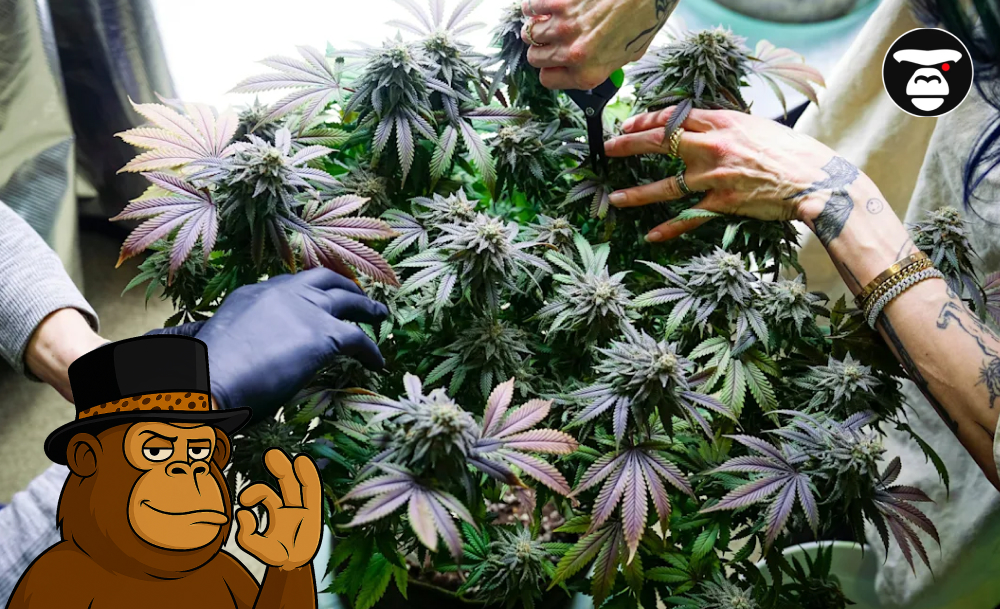 Freeze Watermelon Weed Strain Freeze Watermelon Weed Strain