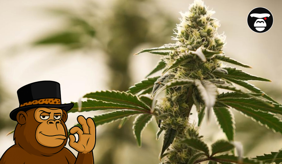 Freeze Watermelon Weed Strain Close-up of a large, mature cannabis bud ready for harvest