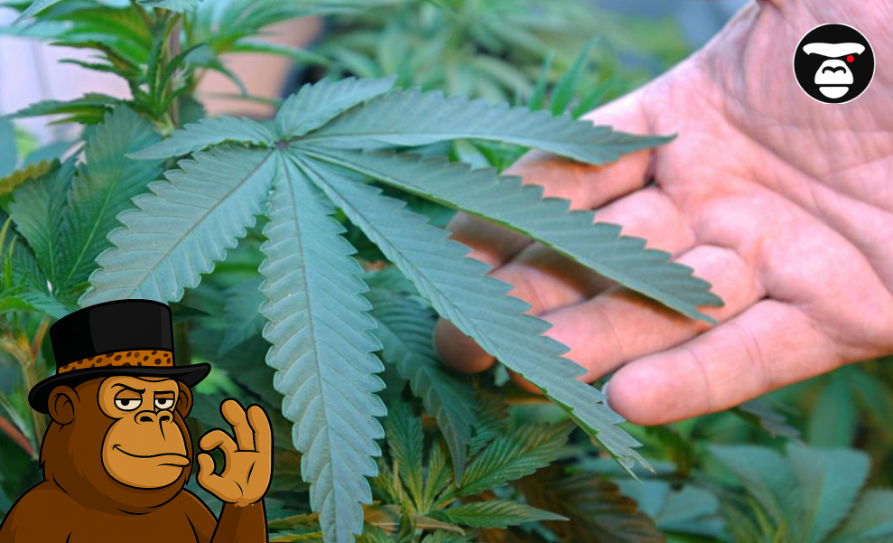 Close-up of a vibrant green cannabis fan leaf held by a grower.