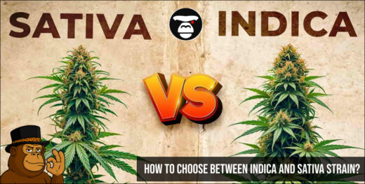 How to choose between Indica and Sativa Strain