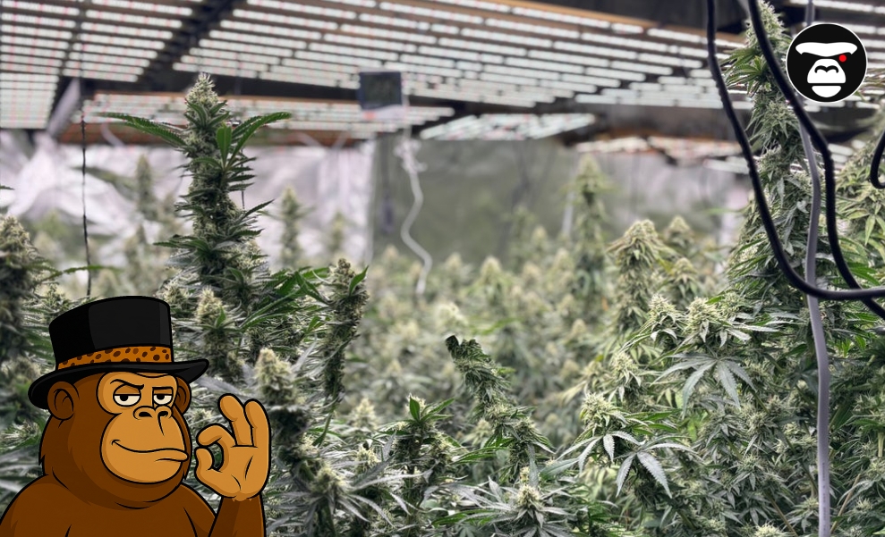 Weed delivery in Gonzales