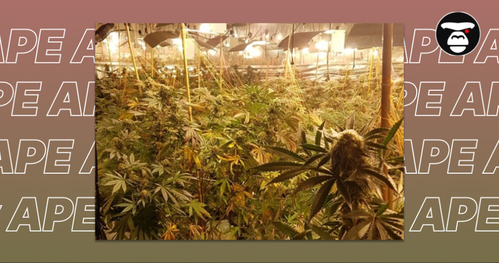 Wide-angle shot of a dense cannabis canopy in a large-scale indoor greenhouse.