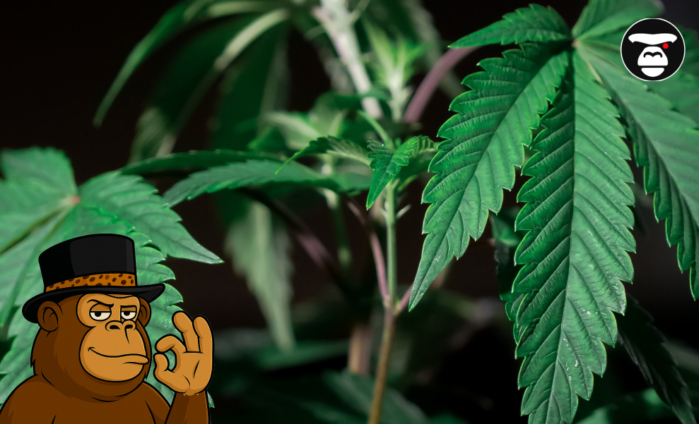 How to choose between Indica and Sativa Strain