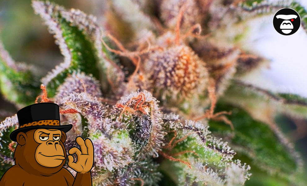 Strawberry Diesel Hybrid Weed Strain Extreme macro of a cannabis flower showing amber pistils and crystalline resin glands.